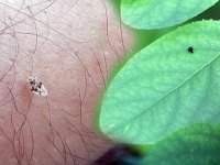 Trakya'da kuraklık nedeniyle dantel böceğinin popülasyonu arttı