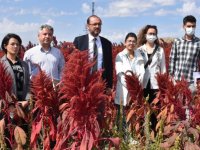 Afyonkarahisar'da amarant bitkisinin hasadına başlandı