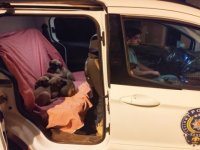 Tunceli'de torbaya konularak ölüme terk edilen köpekler kurtarıldı