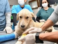 Samsun'da 10 ayda 2 bin 83 sokak hayvanı tedavi edildi