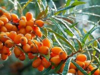 Yabani iğde birçok hastalığa iyi geliyor