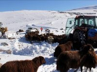 Erzurum'da kar nedeniyle mahsur kalan çoban ve sürüsü kurtarıldı
