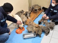 Erzurum'da donmak üzereyken bulunan 63 köpek yavrusunun durumu iyi