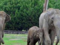 Fillerde ölüme yol açan uçuk virüsü EEHV için aşı denemeleri başladı