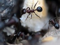 Araştırmaya göre, karıncalar kanserli hücreleri koklayarak ayırt edebiliyor