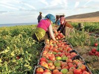 MÜSİAD Genel Başkanı Asmalı, baharda tarımdaki bollukla enflasyonun düşeceğini belirtti: