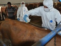 Tokat'ta kene ile mücadele kapsamında tüm büyükbaş hayvanlar ilaçlanıyor