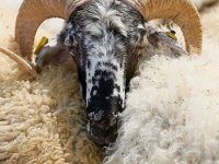 Denizli'de koçun süstüğü çoban hastanede öldü