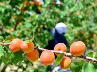 Malatya'da mevsimlik tarım işçilerinin "mişmiş" mesaisi başladı