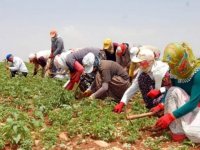 Düzce'de mevsimlik tarım işçilerinin çalışma şartlarına ilişkin kararlar alındı