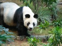 Dünyanın en yaşlı erkek pandası 35 yaşında öldü