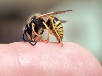 Düzce'de arı sokması sonucu bir kişi öldü