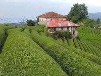 Rize'de yaş çay bahçesinde düşen kadın yaralandı