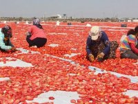 Diyarbakır Valisi Su, domates hasadı yaptı, tarlada çalışan işçilerle görüştü: