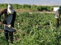 Şırnak'ta üreticilere sağlanan fide desteği meyve verdi