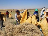 Elazığ'da kadınların bunaltıcı sıcakta çörek otu mesaisi