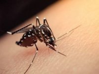 Zika Virüs Hastalığı'na ziyaret edilen ülkede maruz kalınıyor