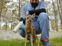 Çorum'da bulunan karaca yavrusu doğal hayata hazırlanıyor