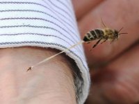 Kaynarca'da arı sokması nedeniyle 2 kişi hastaneye kaldırıldı