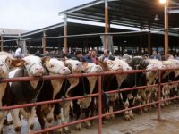Havza Canlı Hayvan Pazarı süresiz kapatıldı