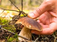 Bolu'da mantar toplarken kalp krizi geçiren kişi öldü