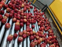 Elma Üretimi Yatırımlarla Artırılacak