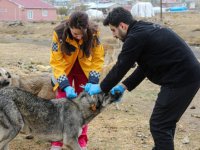 Van'da 5 bin köpeğe kuduz aşısı yapıldı