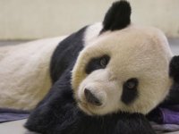 Çin'in Tayvan'a hediyesi olan panda, sağlık sorunları nedeniyle iğneyle uyutuldu