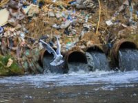 Irak’ta Dicle Nehri’ndeki kirlilik yaşamı tehdit ediyor
