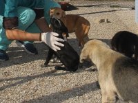 Konya'daki barınakta bulunan hayvanlar sağlık taraması ve muayeneden geçirilecek