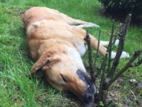 Kocaeli'de 8 sahipsiz köpeğin zehirlenerek öldürülmesine inceleme