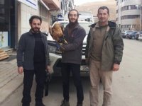 Bayburt ve Bingöl'de yaralı bulunan kukumav ve şahin Erzurum'da tedaviye alındı