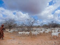 Somali'de göç durdurulamazsa kıtlık riski artacak