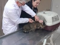 Yalova'da 9 binden fazla sahipli kedi ve köpeğe çip takıldı
