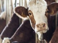 Denizli'de canlı hayvan pazarı şap hastalığı nedeniyle karantinaya alındı