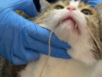 Sivas'ta kedinin midesinden 1,5 metre uzunluğunda ip çıkarıldı