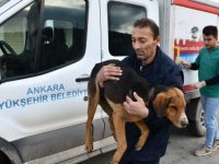 Ankara Büyükşehir Belediyesi, 8 ayda 23 bin 500 sokak hayvanını kısırlaştırdı
