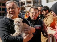 Diyarbakır'da ağır hasarlı siteden kurtarılan kedi sayısı 13'e ulaştı