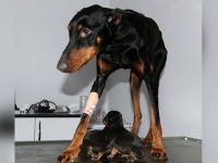 Hatay'da enkaz altında yavrulayan köpek ve 3 yavrusu depremden günler sonra kurtarıldı