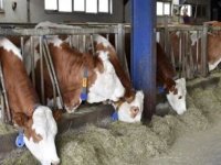 Kırıkkale ve Sivas'a şap hastalığına karşı tedbir amaçlı hayvan giriş çıkışı yasaklandı