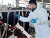 Adana'da büyükbaş hayvanlara şap aşısı yapılıyor