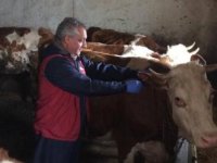 Kars'ta büyükbaş hayvanlara şap aşısı yapılıyor