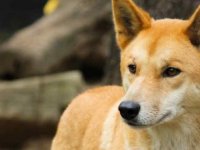 Avustralya'nın Fraser Adası'nda ülkeye özgü vahşi köpek "dingo" bir çocuğa saldırdı