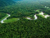 Araştırma: Amazon ormanları her yıl 15 milyondan fazla hastalık vakasını önlüyor