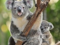 Avustralya'da koalalara enfeksiyona karşı aşılama