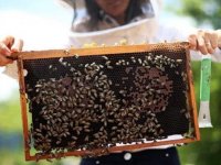 Bal arısı zehrinin epilepsi tedavisinde etkili olduğu belirlendi