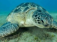 Panama'da deniz kaplumbağalarına yasal haklar verildi