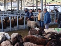Hayvancılığın merkezlerinden Erzurum'da kurbanlıklar için sıkı tedbirler uygulanıyor