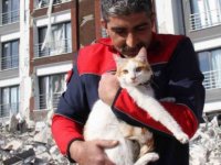 Malatya'da bir binanın enkazındaki kediler kurtarıldı