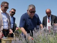 Balıkesir'de 4. Aromaterapi Festivali'nde aromatik bitki hasadı yapıldı